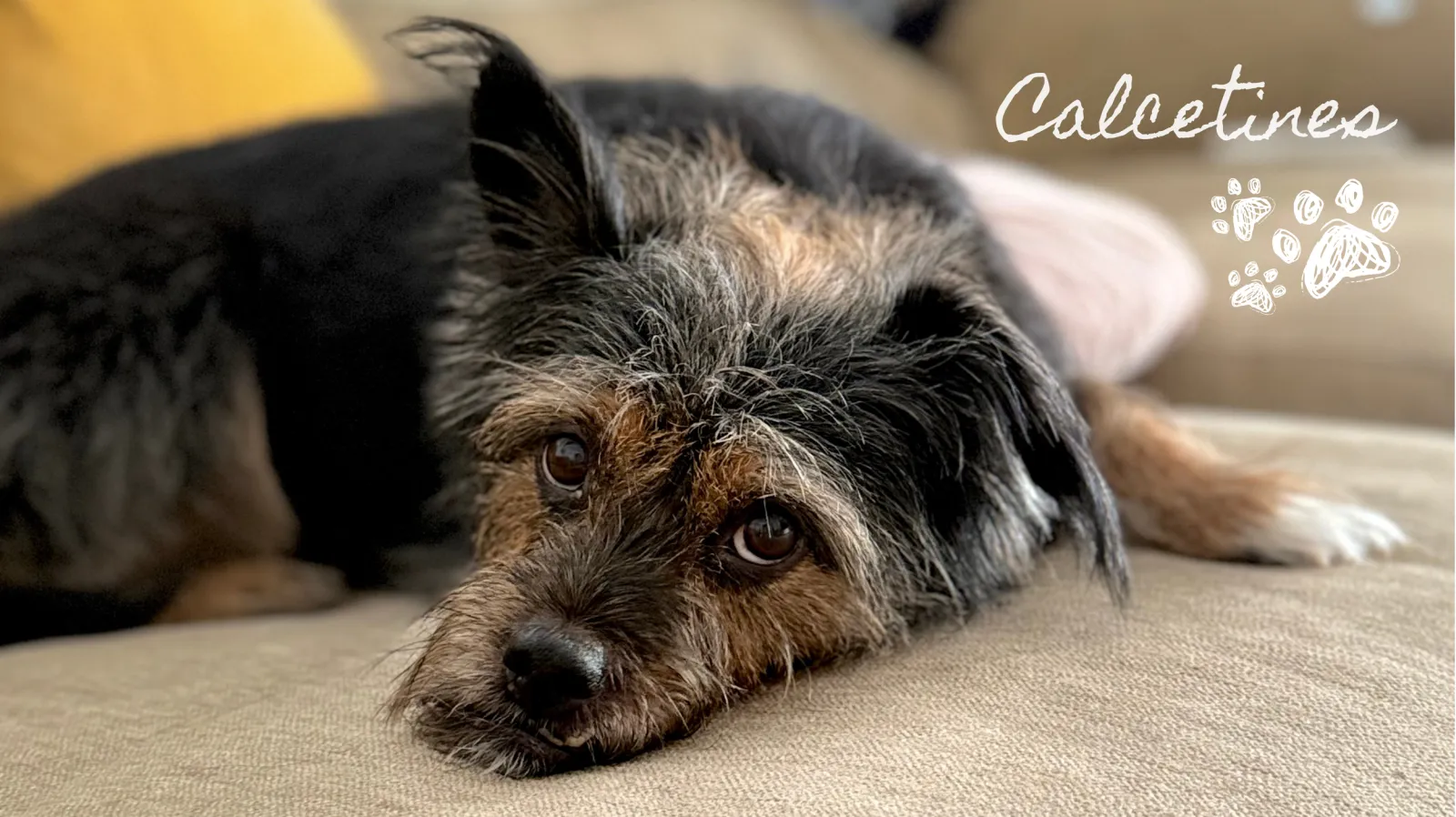 Calcetines, mi perro