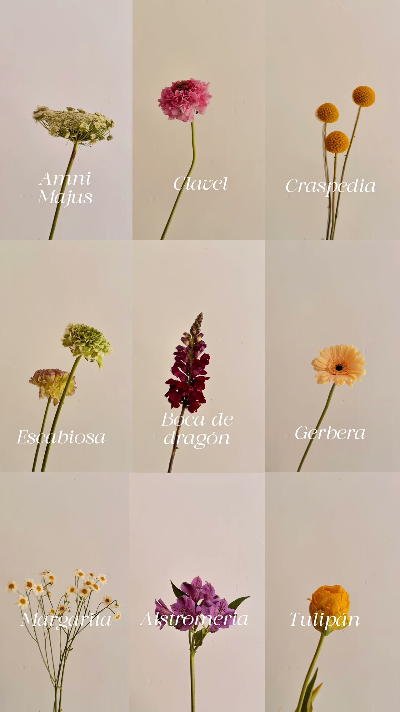Vídeo · Flores