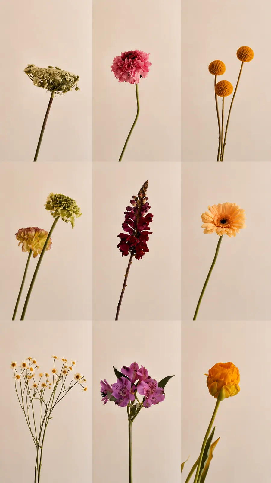 Composición editorial de nueve flores variadas — eneldo, clavel rosa, craspedia, dalias, snapdragon burdeos, gerbera naranja, manzanilla, alstroemeria y ranúnculo — sobre fondo cream, archivo botánico de Entre Jazmines y Lavandas